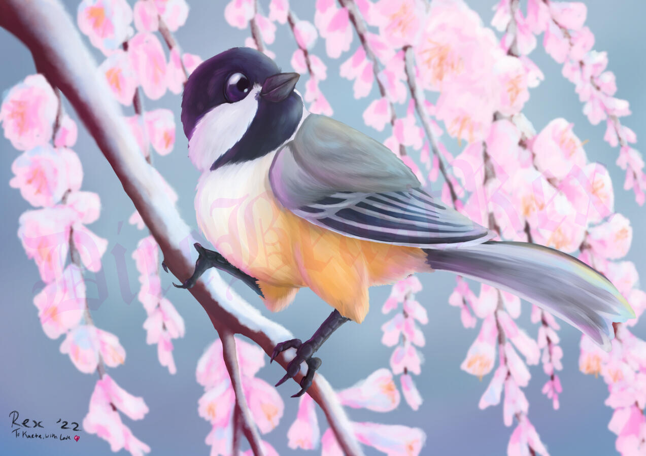 Black Capped Chickadee commission in memorial for their beloved mother. Perched on a snow-frosted Cherry Blossom branch, looking cheerfully into the sunlight.
